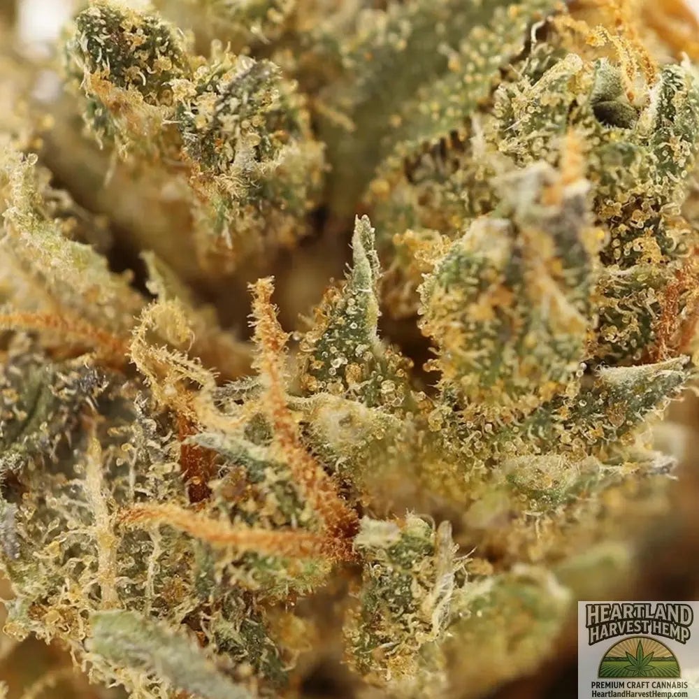 Cbd God Bud Dried Cannabis Flower