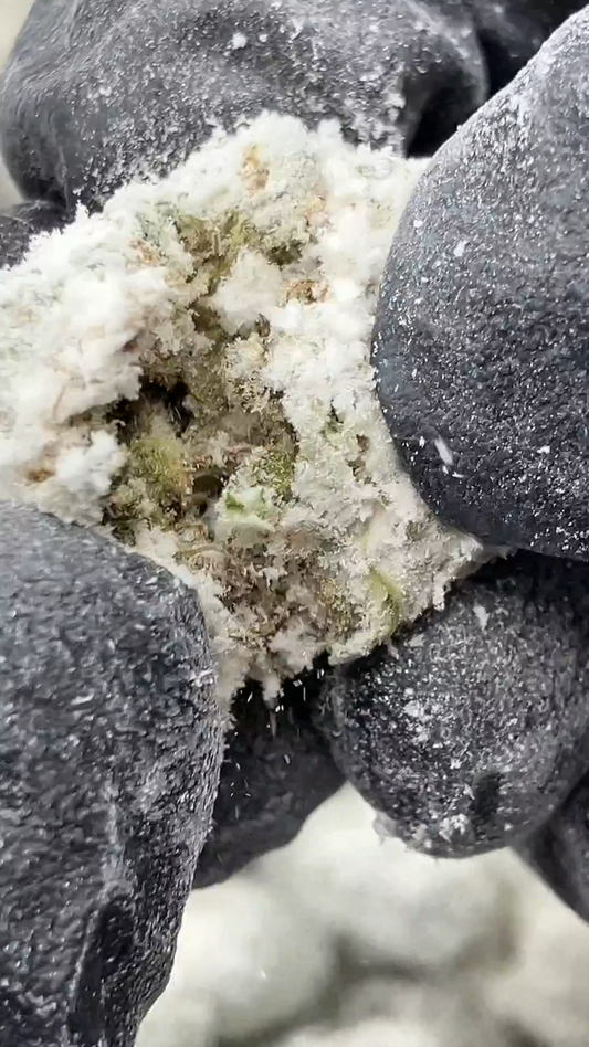 Snow Caps THCa Flower The 51% THC CBD Blend - The Bulk Snow Man - Heartland Harvest Hemp - Buy Bulk THCa Online - Legal - Fast Shipping