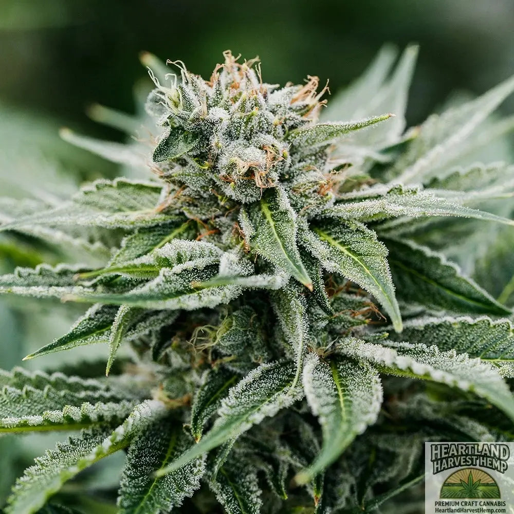 Afghan Kush