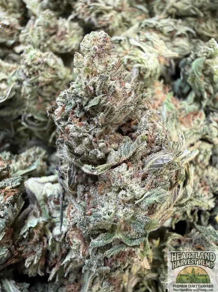 Fuel Original Gangster Top Shelf Flower Pounds - Heartland Harvest Hemp - Buy Bulk THCa Online - Legal - Fast Shipping