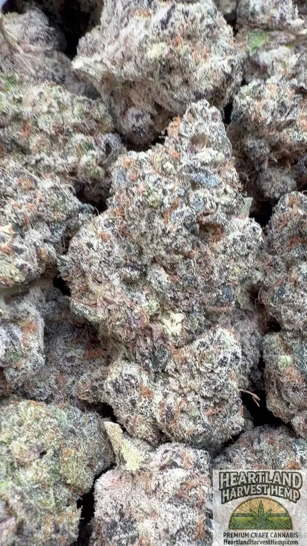 Garlic Cookies Aka Grandma Breath Top Shelf Flower Pounds - Heartland Harvest Hemp - Buy Bulk THCa Online - Legal - Fast Shipping