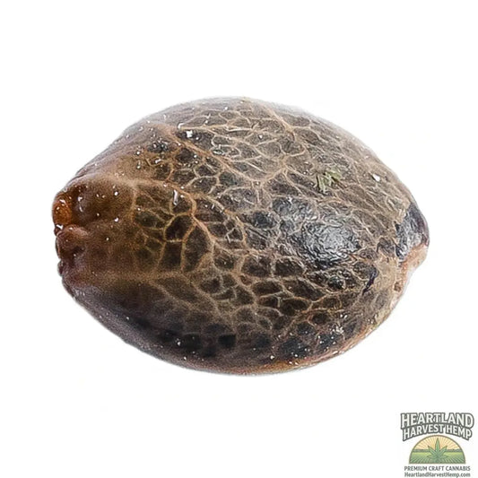 Lemon Sapphire Seeds