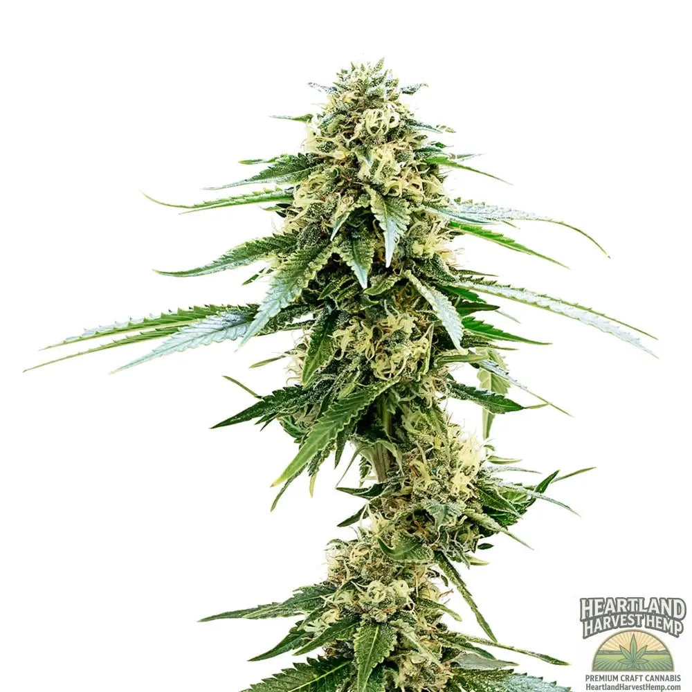 Lemon Sapphire Seeds