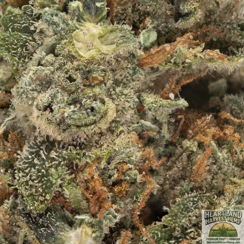 Mazar Haze Dried Flower