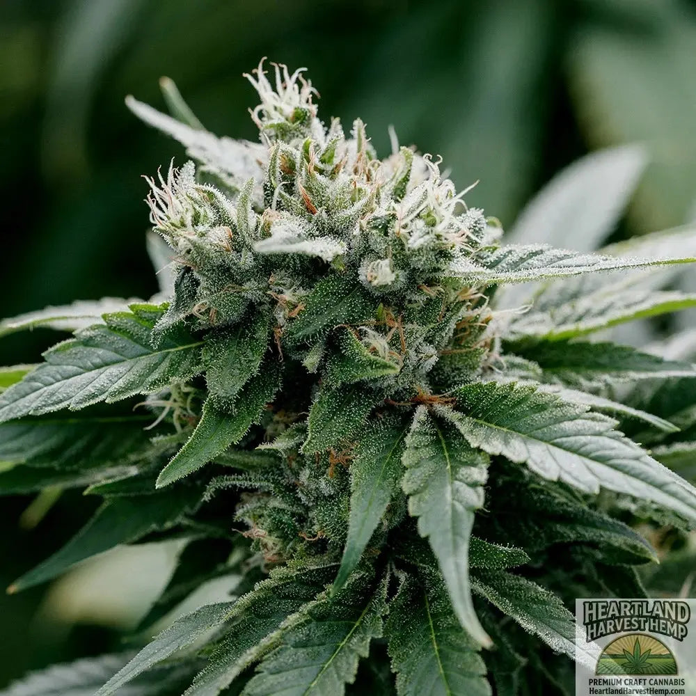 Pure Sun Cbd