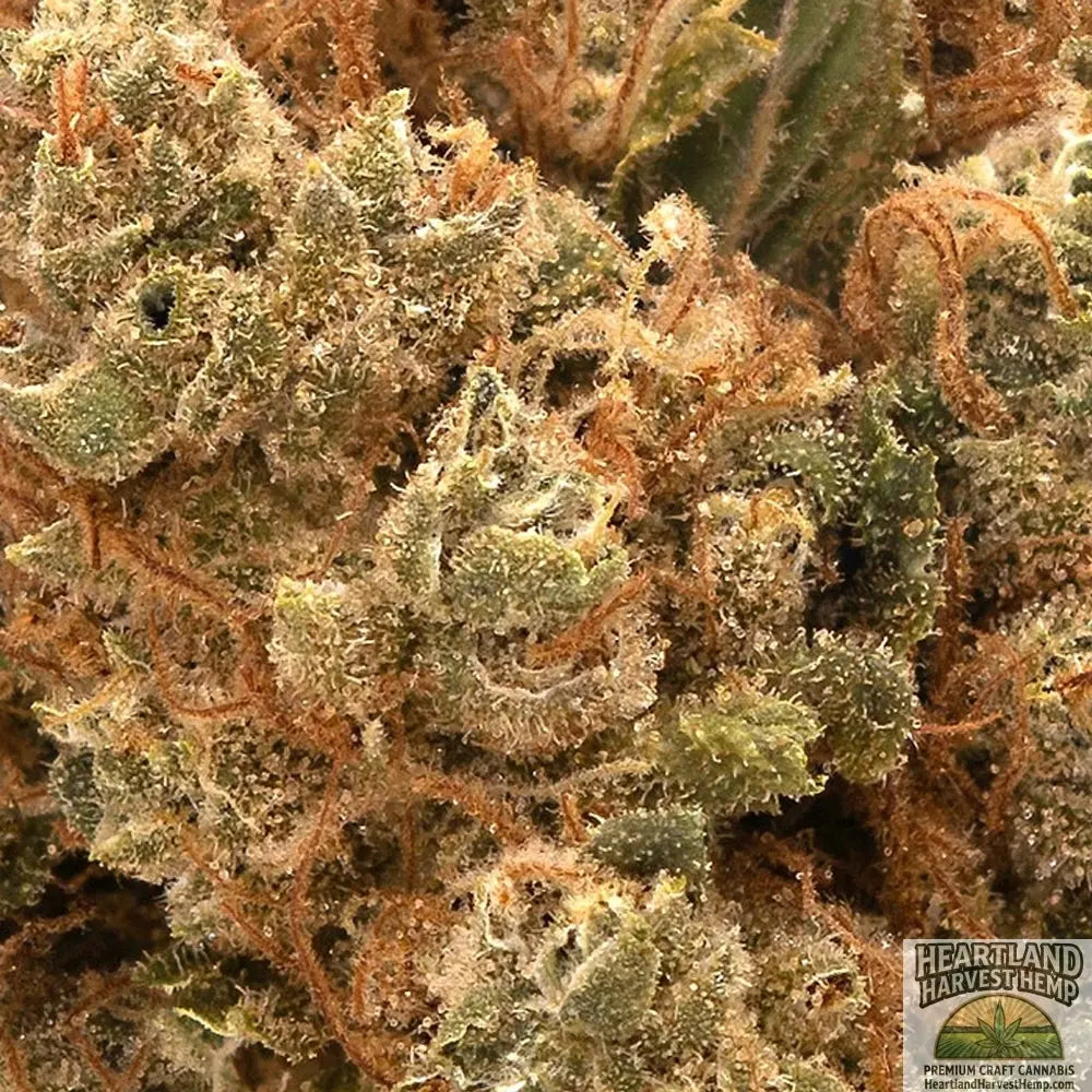 Purple Punch Dried Flower