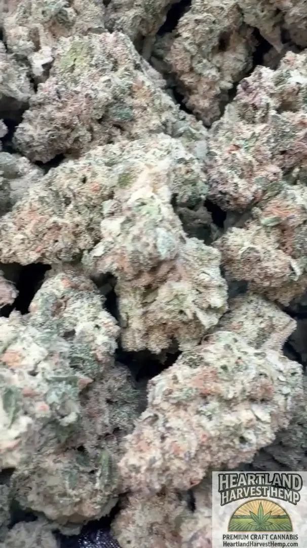 Sugar Bread THCa Top Shelf Flower Pounds - Heartland Harvest Hemp - Buy Bulk THCa Online - Legal - Fast Shipping