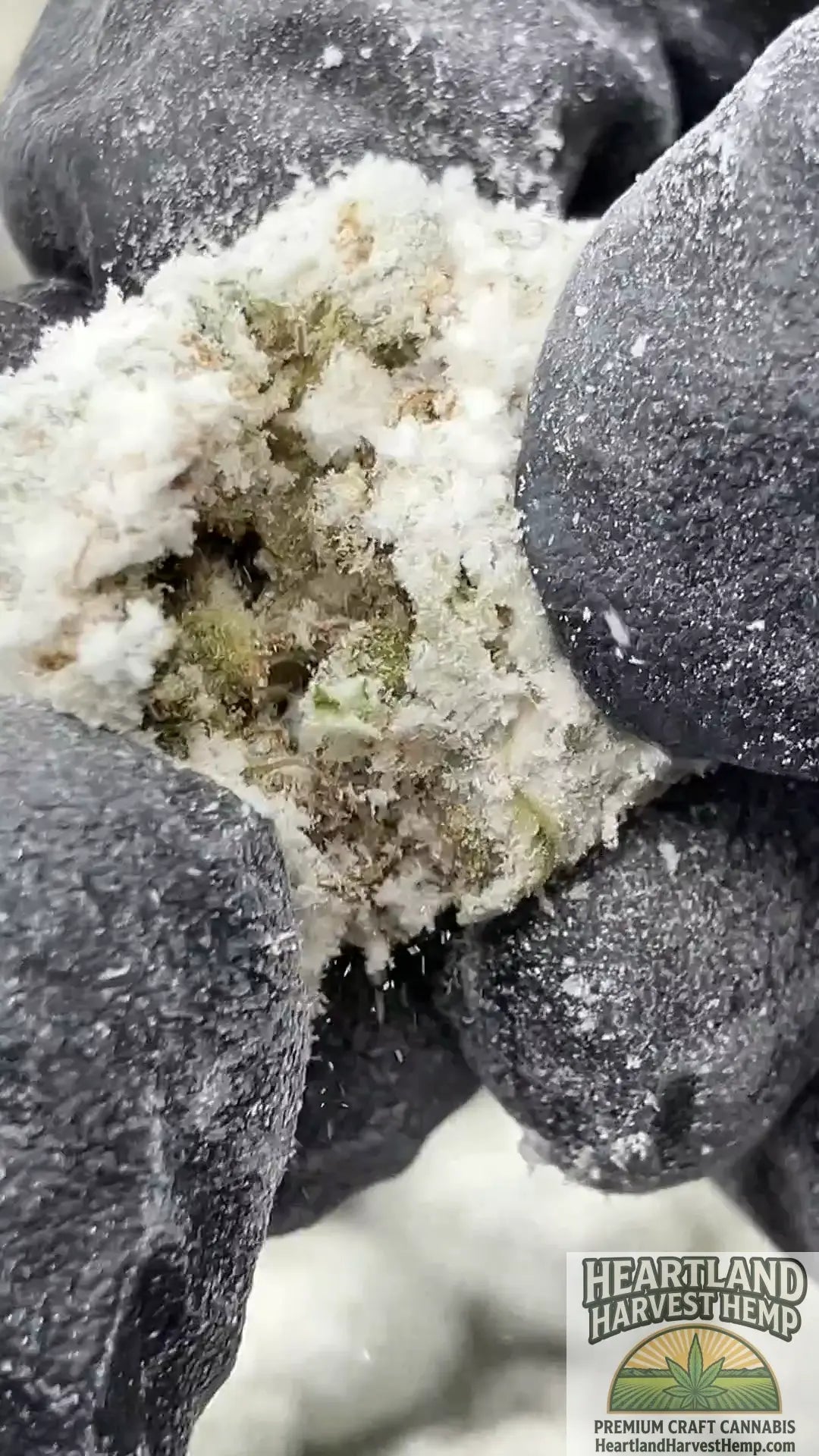 Snow Caps THCa Flower The 51% THC CBD Blend - The Bulk Snow Man - Heartland Harvest Hemp - Buy Bulk THCa Online - Legal - Fast Shipping